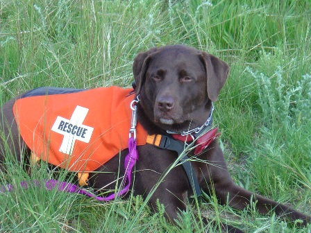 lcsar search and rescue dogs rescue dogs 448x336